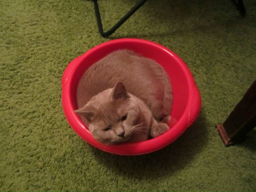 Павел Широбоков | Санкт-Петербург