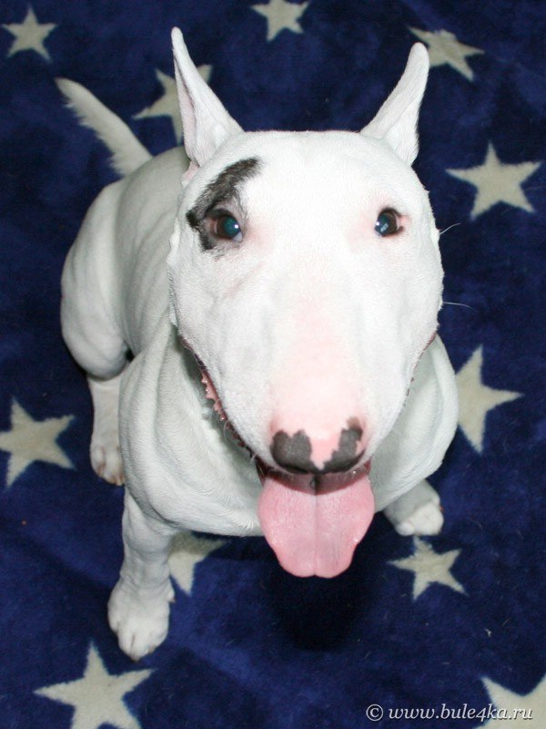 Юрок Шишков Ш@ррр | 