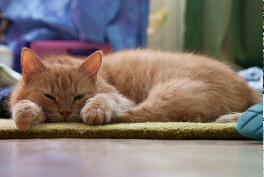 №19, Екатерина Карманова, Санкт-Петербург №19, Екатерина Карманова, Санкт-Петербург