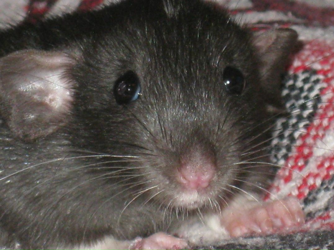 Людмила Бурова ♥ღஐღ♥ | Санкт-Петербург