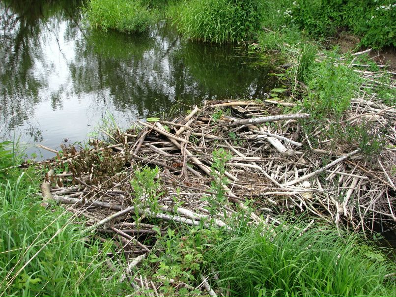 Юрий Марский | Псков