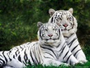 №3 Саид Дильмиев : профиль, фото, статус - ВКонтакте
