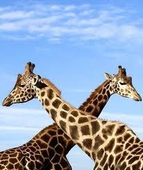 Альбина Хайрутдинова | Dubai