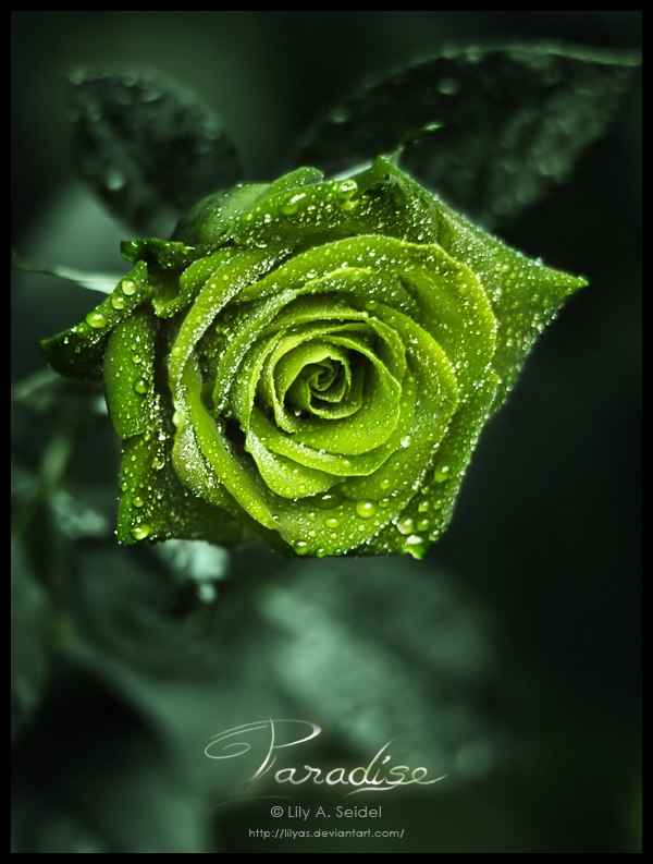 Екатерина Перова | Саратов