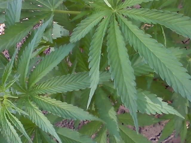 Александр Жуков | Новая Каховка