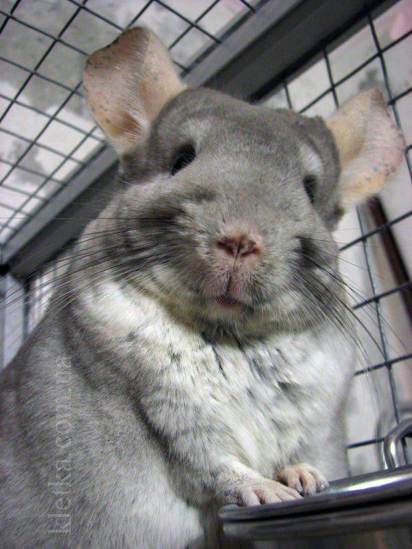 Роберт Шерман | Приозерск