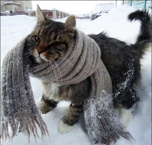 Дмитрий Неповторимый | 