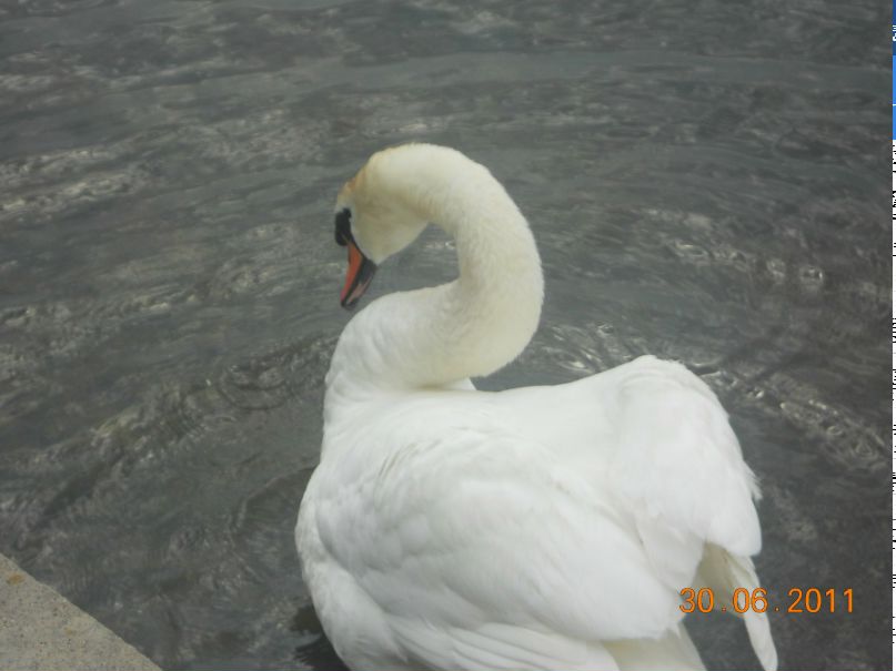 Наргуль Нестерова-Чоллиева | Псков