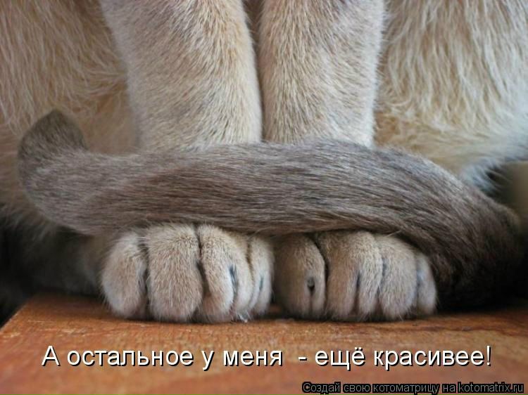 №1, Света Голоцевич №1, Света Голоцевич