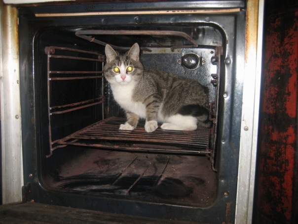 №66, Алексей Носко, 58 лет, Санкт-Петербург №66, Алексей Носко, 58 лет, Санкт-Петербург