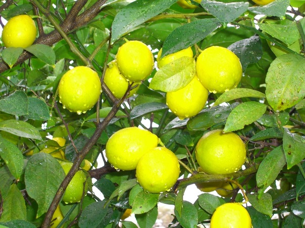 №16, Андрей Газука, Гомель №16, Андрей Газука, Гомель