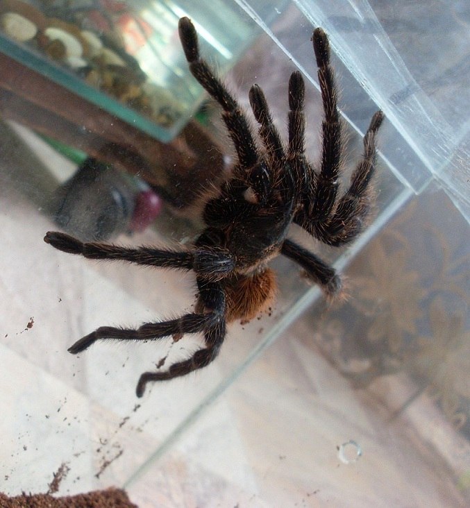 Ирина Забоева | Сыктывкар