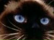 Константин Ляховец FoxHz | Тверь