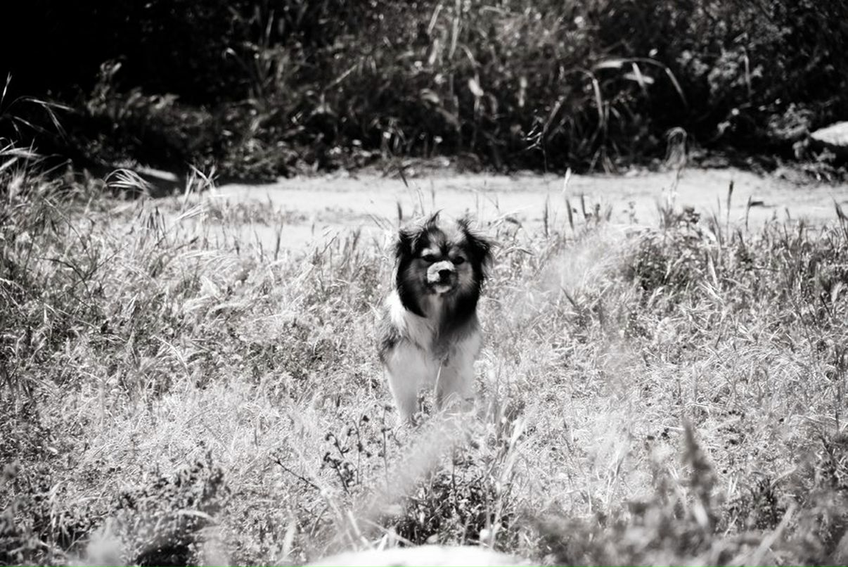 Mikhail Chipurnoi | Москва