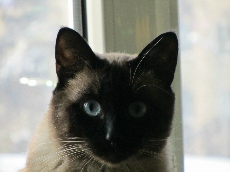 Баур Ермекбаев | Алматы