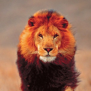 №73, Иван Пацкевич №73, Иван Пацкевич