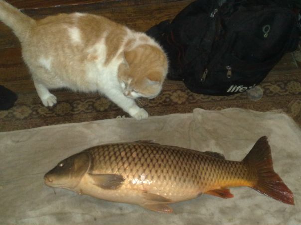 №3, Роман Курницький, Львов №3, Роман Курницький, Львов