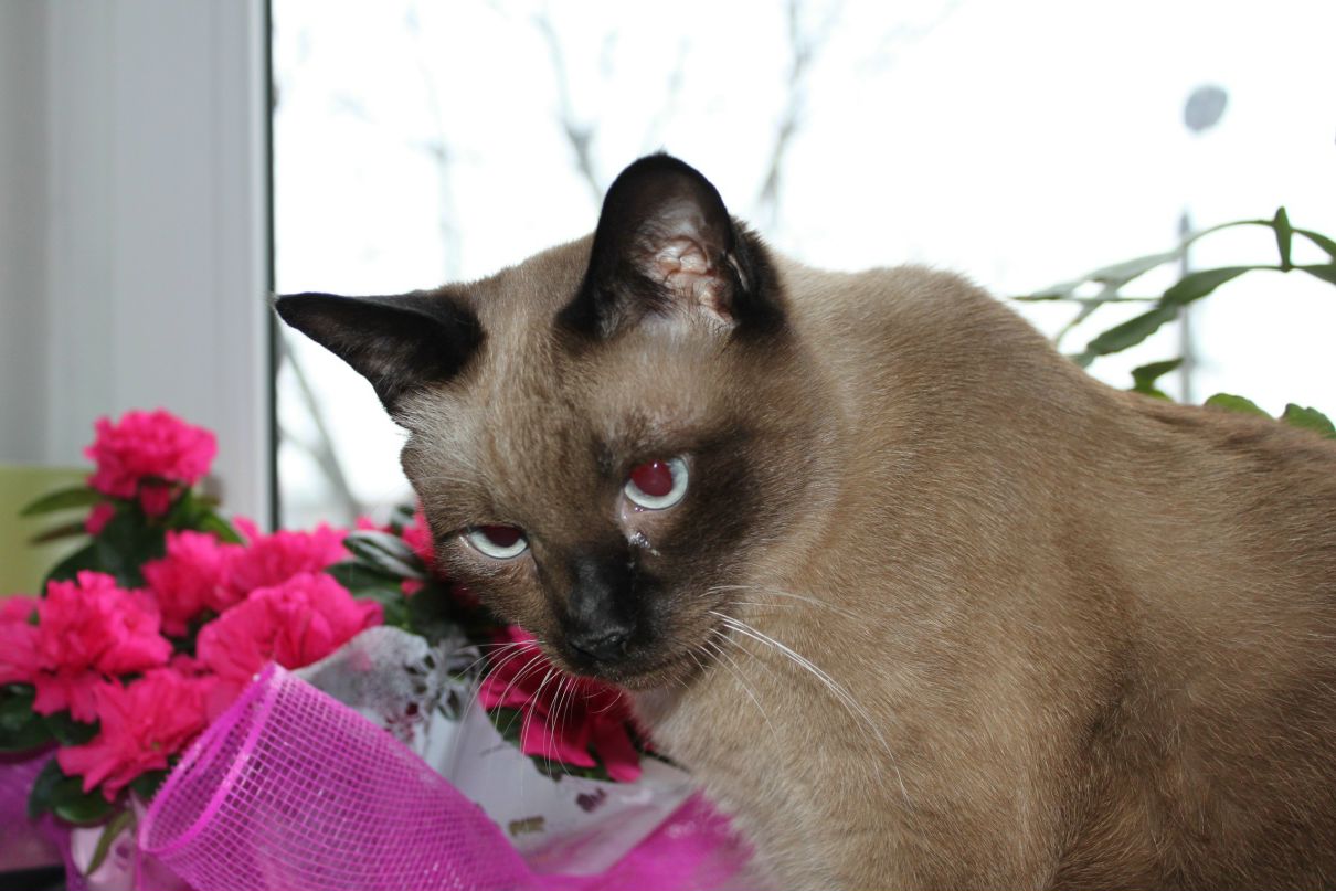 Светлана Кейдонене | Калининград