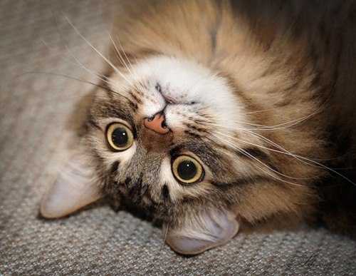 Надежда Жадовская | Санкт-Петербург