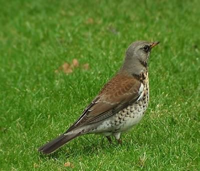 Роман Дроздов | Краснодар