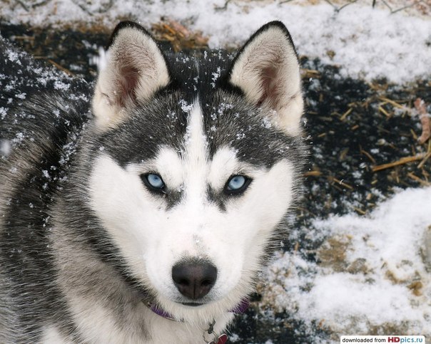 Kolka Kharlamov | Калининград