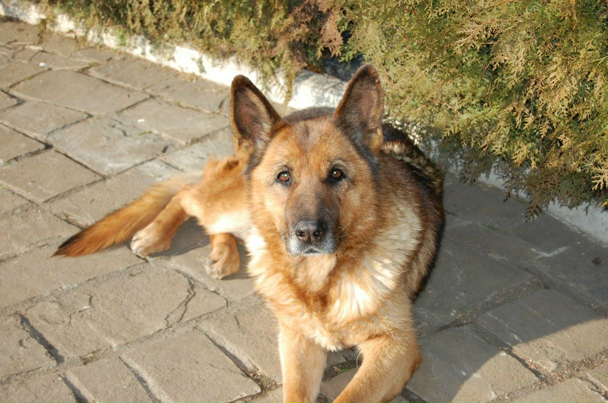 Николай Герасименко gera | Симферополь