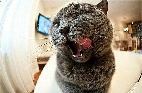 Алексей Семенов | Санкт-Петербург