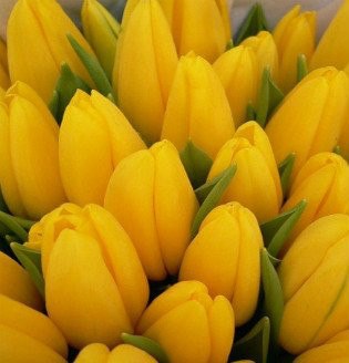 №72, Диана Лятиф, Вологда №72, Диана Лятиф, Вологда