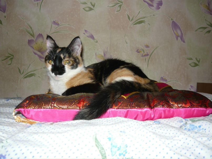 Анюта Стрекаловская | Котлас