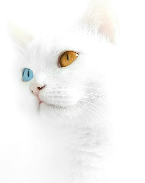 №12, Дмитрий Павлов, 41 год, Санкт-Петербург №12, Дмитрий Павлов, 41 год, Санкт-Петербург