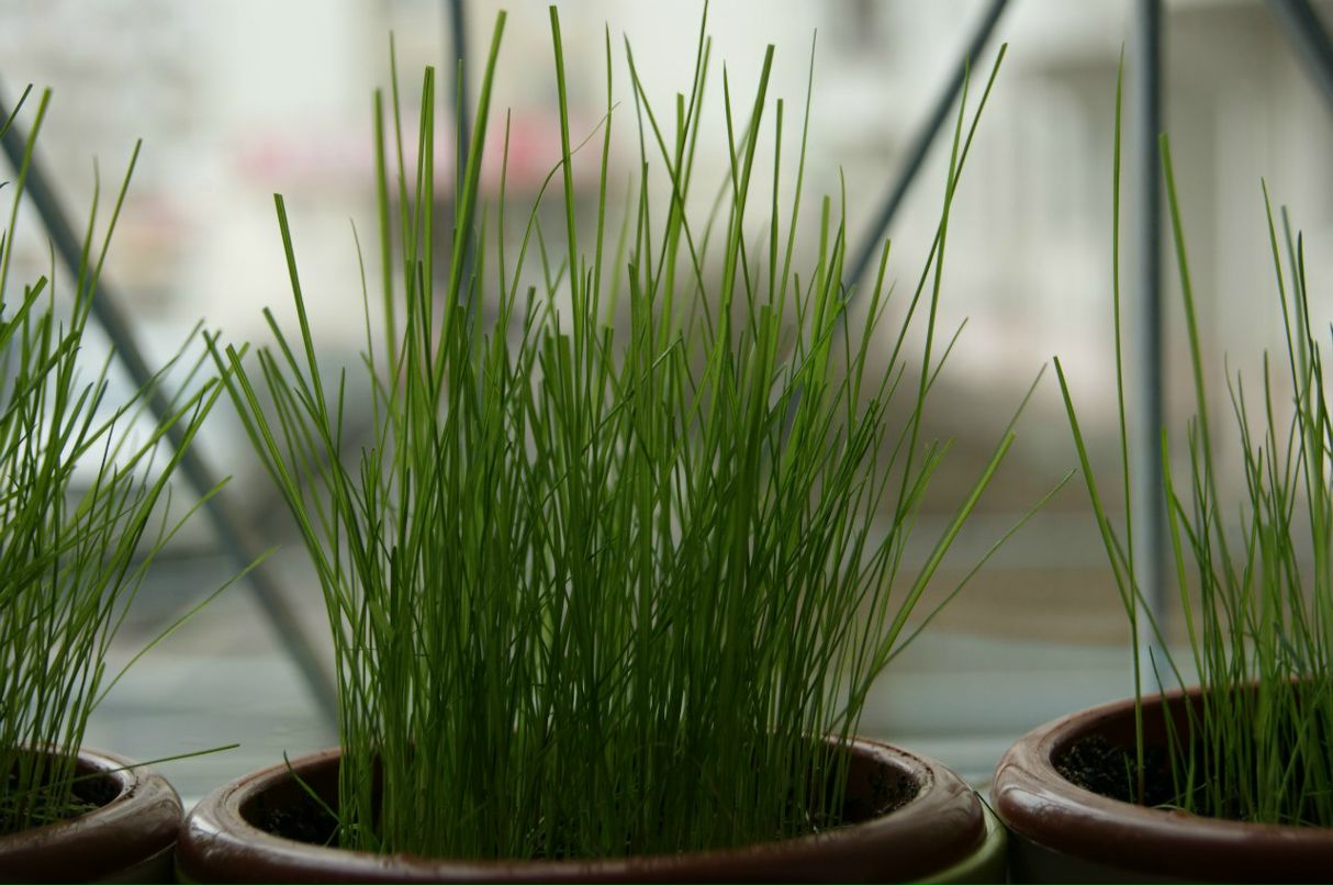 Максим Leshiy | Москва