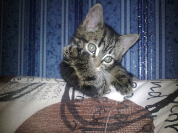 №94, Алёнушка Сергеева, 35 лет, Мурманск №94, Алёнушка Сергеева, 35 лет, Мурманск