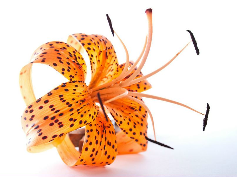 Лариса Карушина | Донецк