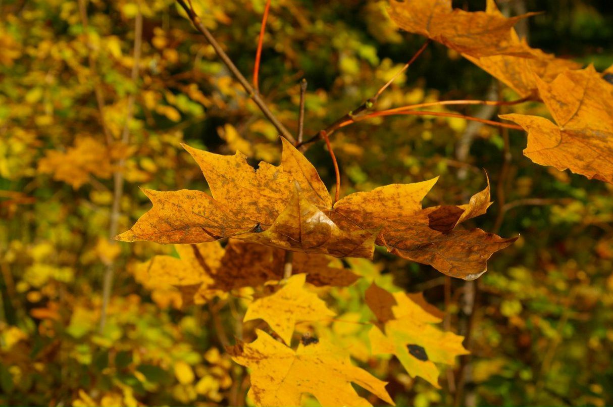 Андрей Лёвушкин | Санкт-Петербург