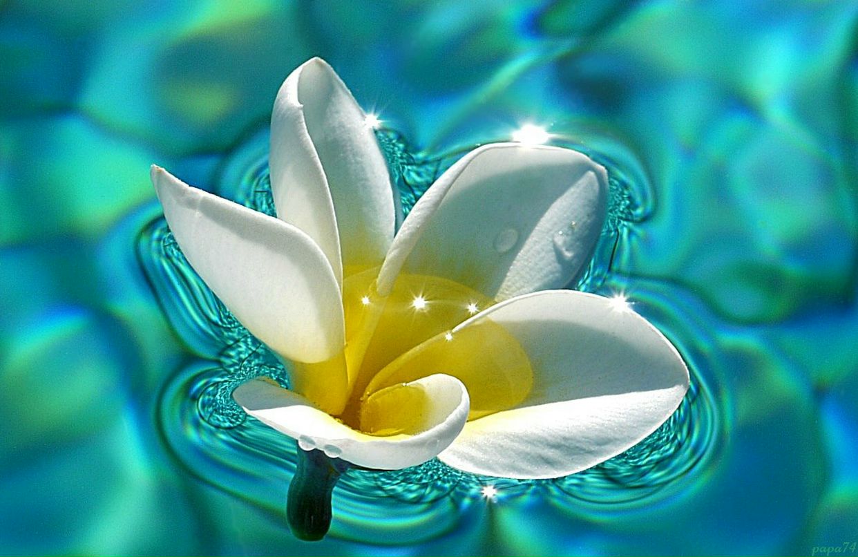 Николай Отт | 