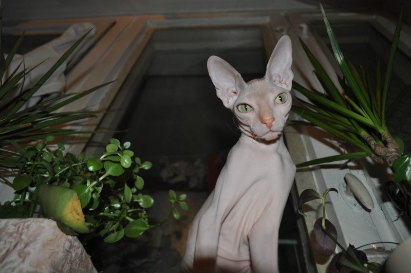 Александр Мезников | Воркута