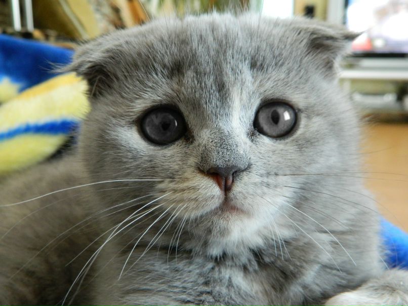 Вікторія Стеценко | Белая Церковь