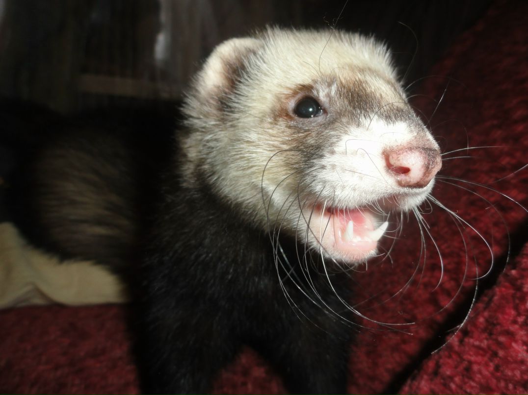 Маришка Городецкая BeL'4oNok | Бузулук