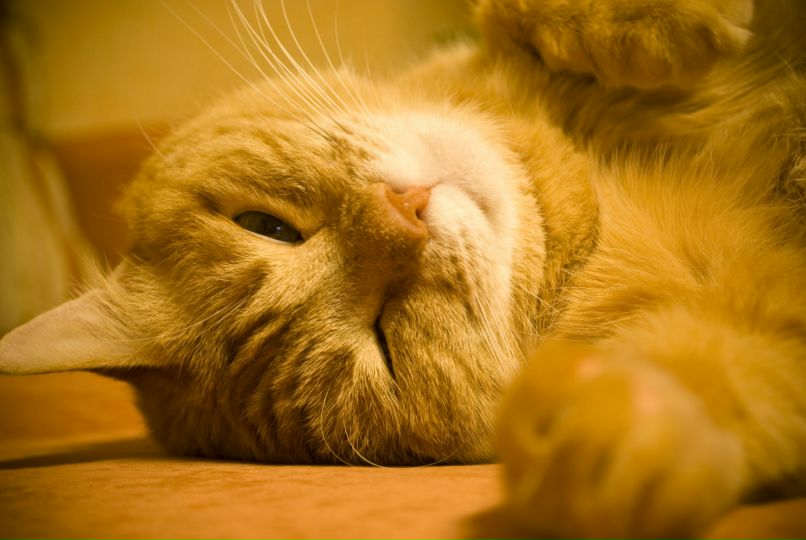 Berserk Wild | Харьков