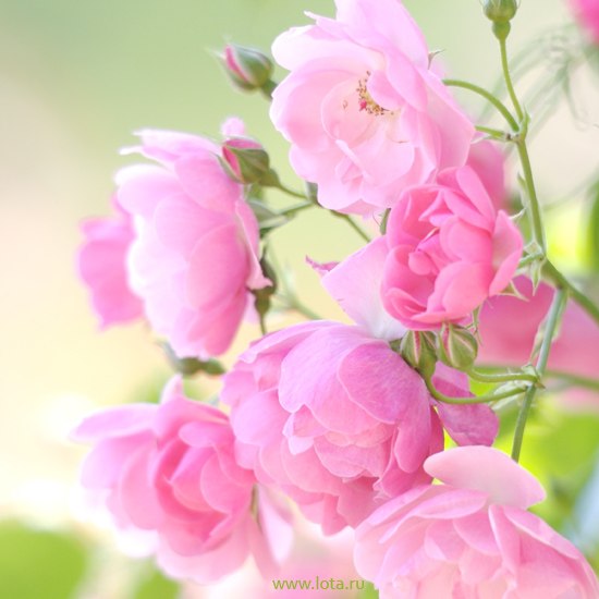 Валентина Пет | Киев