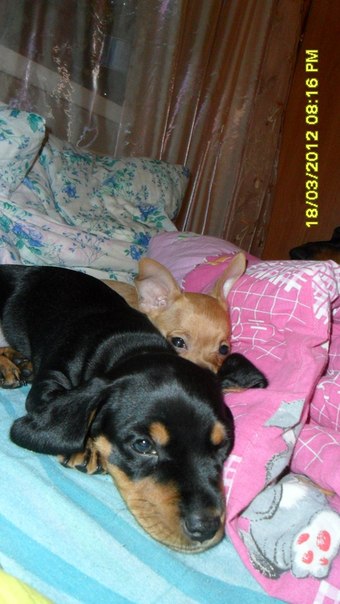 №98, Олеся Семакова, Северодвинск №98, Олеся Семакова, Северодвинск