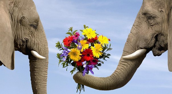 Олег Ивлев | Остер