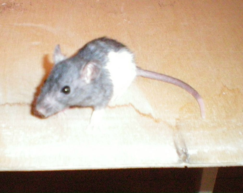 Евгения Чебыкина | Нижний Тагил