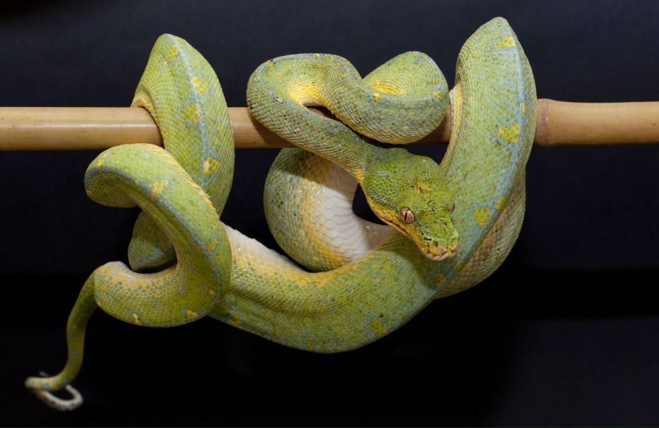 №72, Дмитрий Петлин №72, Дмитрий Петлин