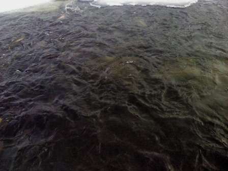 Федор Редькин | Мийнала