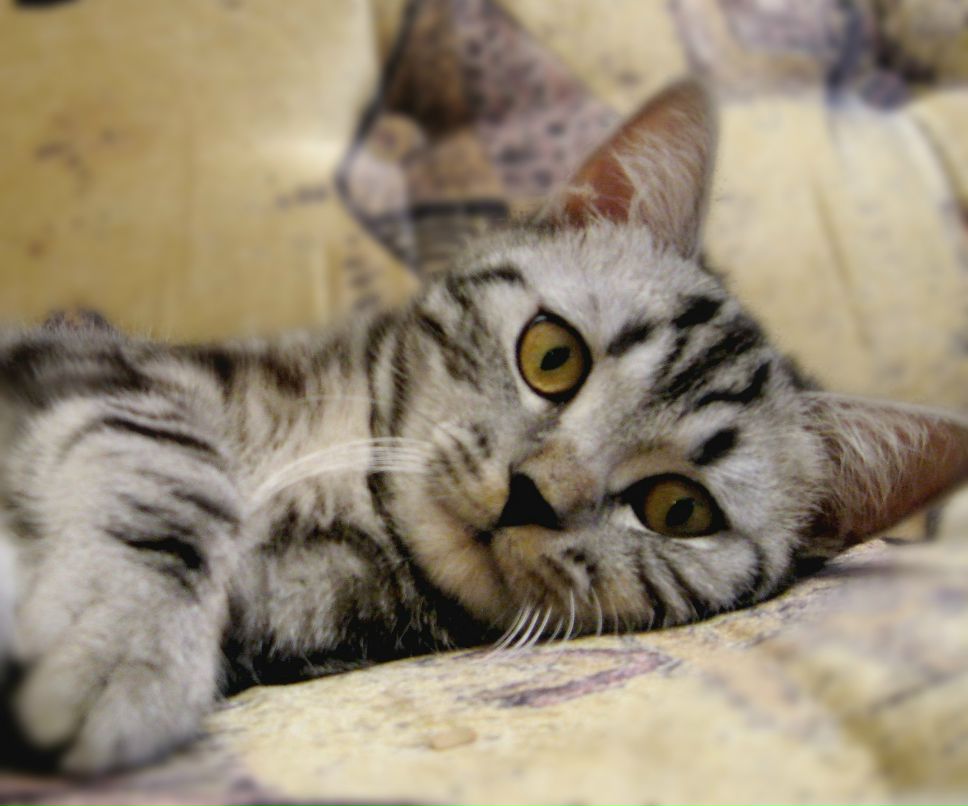 Александр Кириченко | 