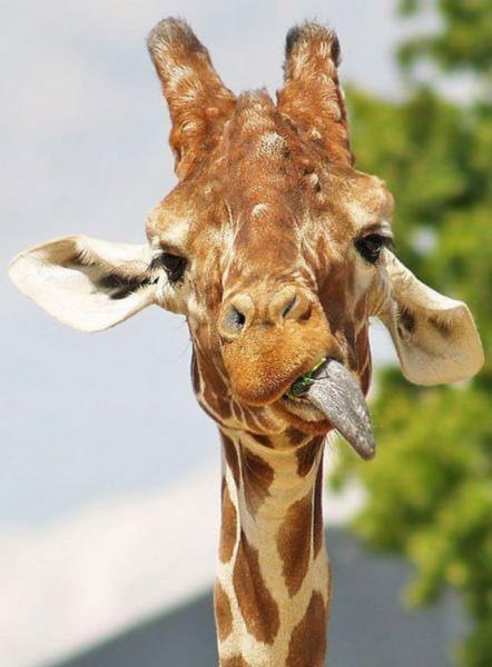 Динар Акчулпанов | Мелеуз