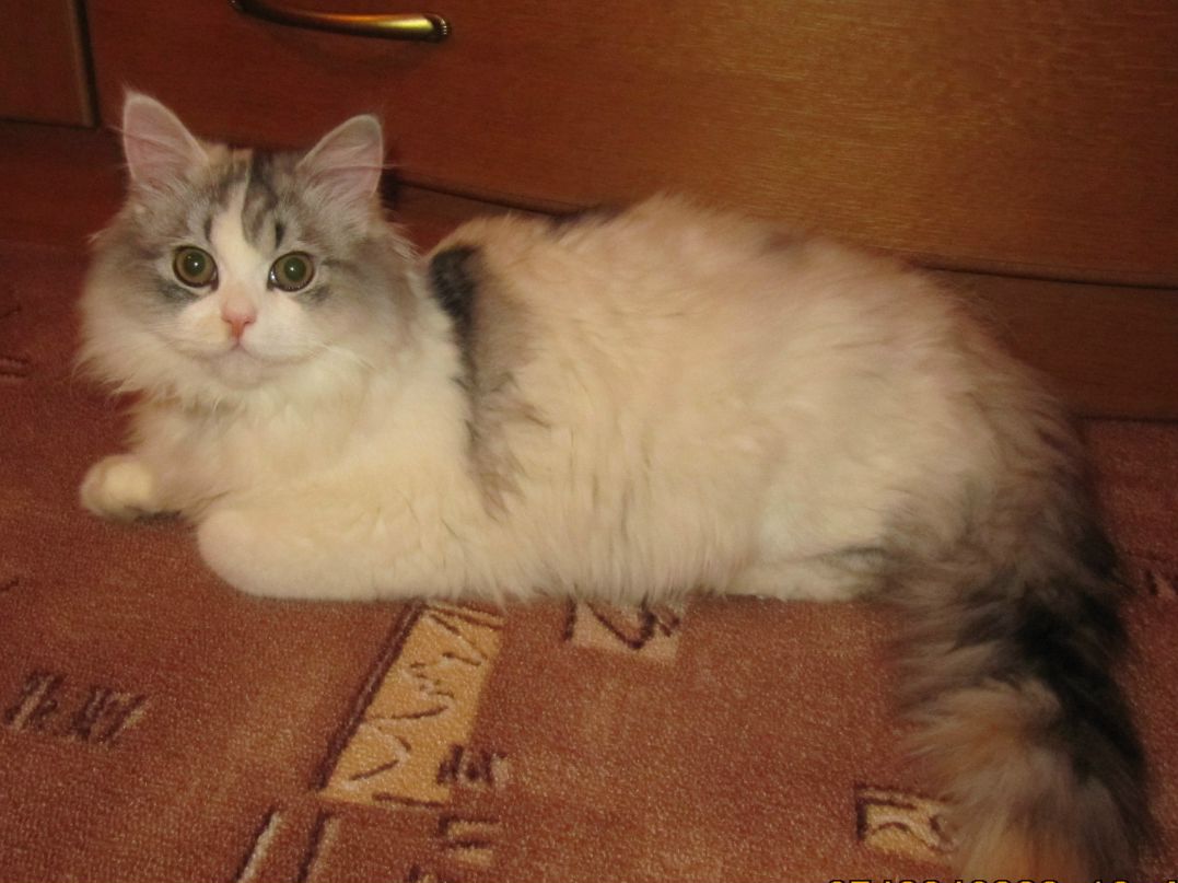 Ольга Вольнягина | Тула