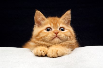 Елена Пирог | Северодвинск