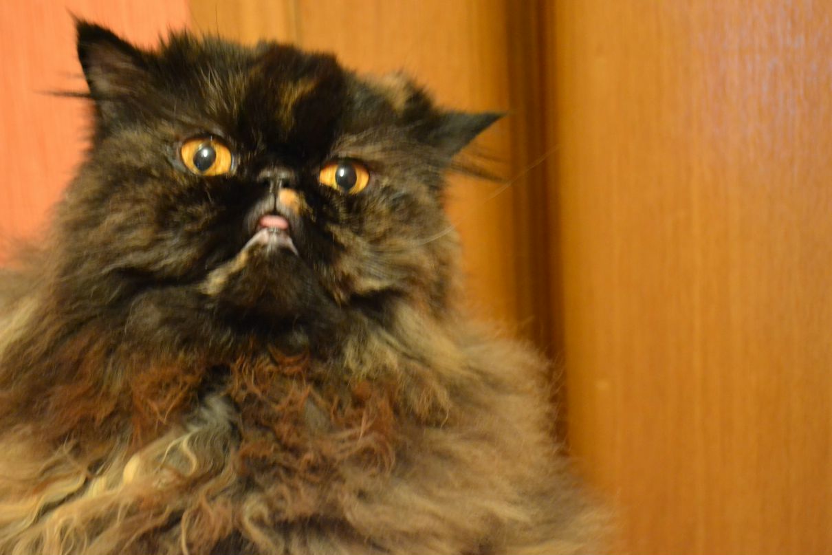 Сергей Лапшин | Тула